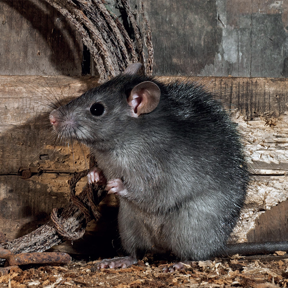 Boite d'appâtage en plastique sécurisé sécuri-boite pour rats et souris