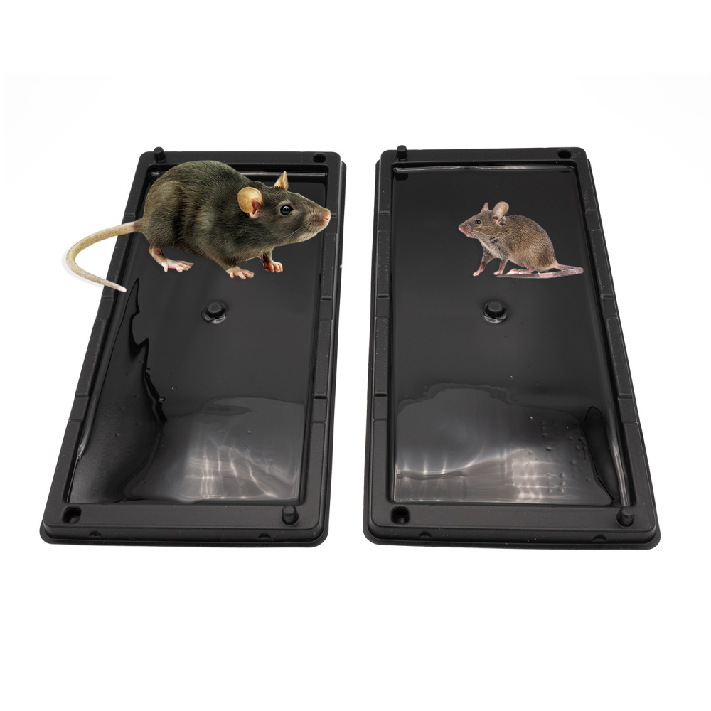 Se Débarrasser Des Rats Avec De La Colle De Rat Piège Banque D'Images et  Photos Libres De Droits. Image 53891204