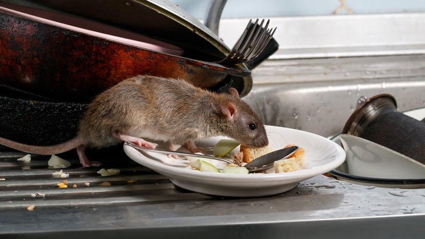Anti rats et souris pâtes pour usage intérieur et extérieur