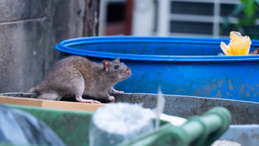 Piège à souris sans cruauté Respectueux de l'environnement No Kill