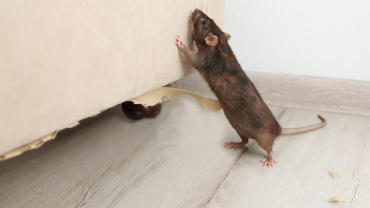 Pièges à rats Rongeurs domestiques Chasseur de parasites Tueur de souris  Piège à rats Attrape-souris Piège à souris