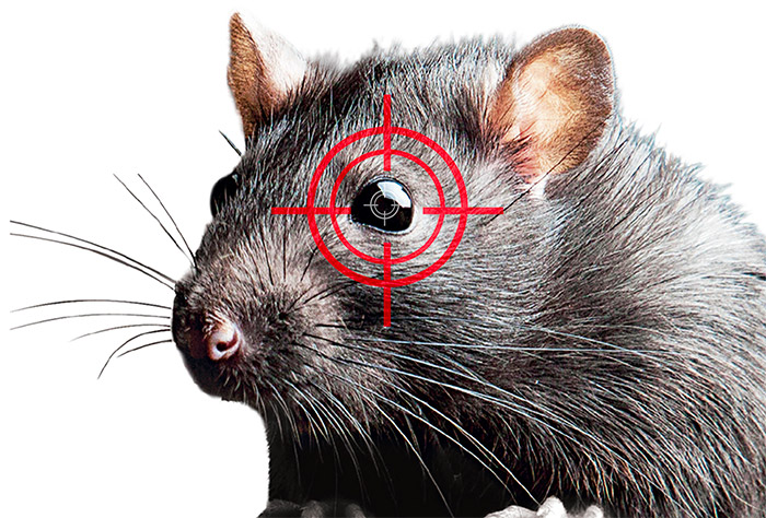 Contre les souris : produits professionnels anti-souris