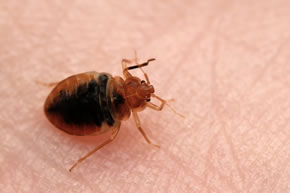 Anti-mites : lutter efficacement contre les mites - Tout allant